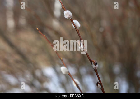 Willow Tree palmkätzchen in Nahaufnahme. Schöne Frühlingsboten und Symbole von Ostern. Während der Frühling in Finnland fotografiert. Stockfoto