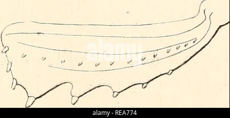 . Beitrag. Höhle Tiere. DE LA FAUNE DES MFCROCAVERNES 145 Etourneau. - Angleterre: Berkshire (Freude). - Allemagne: Helmsledt (Gerhard). Chouette. - Frankreich: Saône-et-Loire (Sainte-Claire Deville). Epervier. - Allemagne: Leipzig (Dorn). Je l'ai trouvé aux Umgebung de Vienne, dans un arbre Creux, en Dessous d'un Nid de Vespa crabro. Il fréquente parfois les Kolonien de Lasiiis Fuliginosus. GHOROLOGIE. - Europa septentrionale et Moyenne. 2. Dendrophiliis pygmoeus L. Cité par Roubal, de Ghudnice, dans un Nid de Choucas. C'est un myrmécophile synoecètc dont les Hôtes normaux sind Formica Rufa Stockfoto