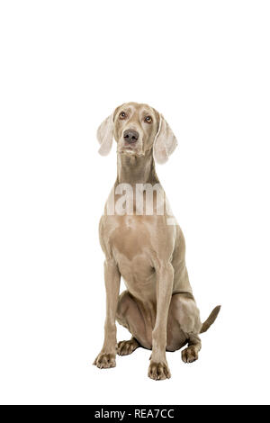 Weimaraner Hund, weiblich, auf weißem Hintergrund in die Kamera schaut isoliert sitzen Stockfoto