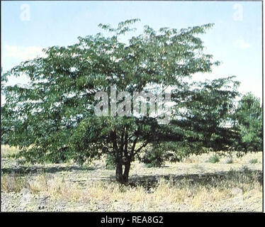 . Erhaltung von Bäumen und Sträuchern für Montana. Sträucher und Bäume; geschützte Bereiche. Honeylocust (Gleditsia triacanthos) 20 Jahr Höhe: 20 Fuß Wachstumsrate: Moderates Wachstum Gewohnheit: Entwickelt einen tiefen Tap root system Dürre Beständigkeit: Gute Wildlife Wert: Lebensmittel- und Nistplätze für Vögel Krankheit: relativ frei von Krankheiten kann aber ein Käfer, Andere: Dornen vorhanden, feine Blätter, Hülse zu entwickeln. Bitte beachten Sie, dass diese Bilder aus gescannten Seite Bilder, die digital für die Lesbarkeit verbessert haben mögen - Färbung und Aussehen dieser Abbildungen können nicht perfekt dem Original ähneln extrahiert werden. Stockfoto