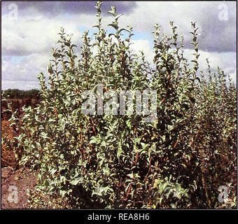 . Erhaltung von Bäumen und Sträuchern für Montana. Sträucher und Bäume; geschützte Bereiche. Serviceberry Amelanchier alnifolia, Saskatoon () 20 Jahr Höhe: 10 Fuß Wachstumsrate: Moderates Wachstum Gewohnheit: Aufrechte Dürre Beständigkeit: Gute Wildlife Wert: hohe Qualität decken und Lebensmittel Blumen: Weiß Andere: nahrhafte Frucht frisch, gefroren oder verarbeitet Silverberry (Elaeagnus commutata) 20 Jahr Höhe: 6 Fuß Wachstumsrate: Moderates Wachstum Gewohnheit: Schmale, aufrechte, Sauger ausgiebig Dürre Beständigkeit: Gute Wildlife Wert: dichte Dickichte und Nahrungsquelle Schädlinge: Betreff von Kaninchen Krankheit zu Schaden: Branche Andere cankers: Stockfoto