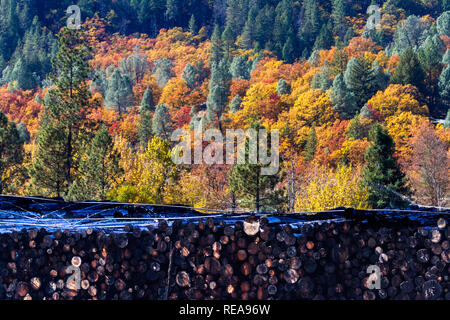 Vor & nach - Herbst Wald bietet eine bunte Kulisse für ein Sägewerk Haufen anmelden. Weaverville, Kalifornien, USA Stockfoto