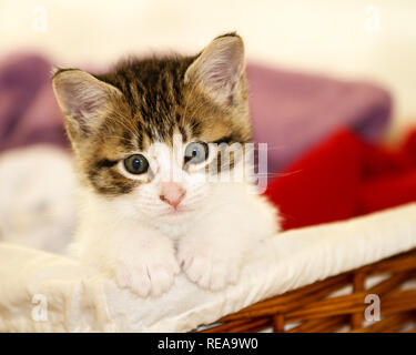 Forlorn Kitty - ein kleines Kätzchen späht aus einem Wäschekorb. Sonoma County, Kalifornien, USA Stockfoto