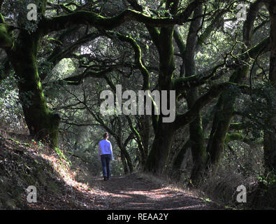 Kontemplation - ein Besucher wandert unter den Eichen. Shiloh Ranch Regional Park, Sonoma County, Kalifornien, USA Stockfoto