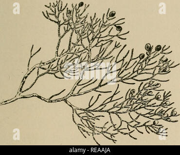 . Ein zapfentragender Baum der Kalifornischen Berge. Nadelbäumen; Bäume. Ein zapfentragender Baum OE KALIFORNIEN. JUNIPERUS OCCIDENTALIS (SIERRA - Juniper, Western - Juniper) eine YARiABLE Baum, in der Regel kurz und Stumpy, oft in groteske Formen verdreht, witli ein paar dicke Glieder der Baum breiter als hoch ist. In geschützten Stellen ist es mehr konventionelle im Wachstum, aber es ist selten über 30 Fuß hoch, auch wenn sich manchmal so viel wie 60 Fuß, und ist von großer Durchmesser, bis zu 6 Meter oder mehr, spitz zulaufend Raj 3 untätig als schwere Glieder sind. Sie wächst auf kahlen Berg leisten an von 6.000 bis über 1 verstreut Stockfoto