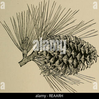 . Ein zapfentragender Baum der Kalifornischen Berge. Nadelbäumen; Bäume. Ein zapfentragender Baum von Kalifornien. P INU S COU LT E BI (Coulter - Kiefer, groß - Kegel - Kiefer, Pitch Pine, bull-Kiefer) einen stabilen Baum, gut verzweigten und stark^^^^ foliaged, selten über 70 Fuß in der Höhe und 4 Meter im Durchmesser. Die Äste wachsen oft fast zu Boden, und verbreiten - weit ing, um den Baum zu einem scharfen konische Form geben. Es hat eine allgemeine Ähnlichkeit mit der Ponderosa und Jeffreyi Arten, und ist [25]. Bitte beachten Sie, dass diese Bilder aus gescannten Seite Bilder, die digital für readabil gesteigert wurden extrahiert werden Stockfoto