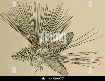 . Ein zapfentragender Baum der Kalifornischen Berge. Nadelbäumen; Bäume. Ein zapfentragender Baum OE KALIFORNIEN. PINUS PONDEROS A (gelb-KIEFER, PITCH PINE, BULL-KIEFER, SILBER - Kiefer, WESTERN GELB-KIEFER) eine Gerade^ symmetrische Struktur von 125 bis 150"^^^^^^ Füße durchschnittliche Höhe oder bis zu 200, und vom 3. bis 6. oder sogar 8 Meter dicke: wertvoll für seinen Holz. In seiner typischen Wachstum bildet es ein bemerkenswert Perfekte schlanken Pyramide: In alten Bäumen die unteren Äste Trend stark in Winkel erreicht. Es wächst frei auf dem westlichen Abhang der Sierra Nevada auf so gering [17]. Bitte beachten Sie, dass diese Bilder extrahiert werden Stockfoto