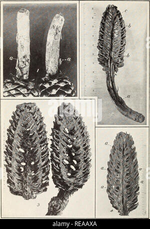 . Kegel Käfer: Verletzung von Sugar pine und westlichen Yellow Pine. Sugar pine; Ponderosa Pine; Tannenzapfen. Bui. 243, US Abt. der Landwirtschaft. Platte II. Abb. 1.- Übersicht Stiele von Käfer getötet - Zucker - tannenzapfen nach dem Kegel vom Baum gefallen sind: a. Eingang Löcher, Pitch-Rohr durch Käfer gemacht. Abb. 2. - ein Käfer - angegriffen Zucker - Pine Cone geöffnet Tunnel und Ei" gallerv des Konus Käfer: a, Eingang; b, ei Galerie; c, Erweiterung der Ei gallerv zur Oberfläche, wo Erwachsenen entsteht. Abb. 3.-verdorben Zucker - Pine Cone, um mal zu zeigen, Entwicklung brütet der Kegel Käfer. Und Larvre pupce als Stockfoto