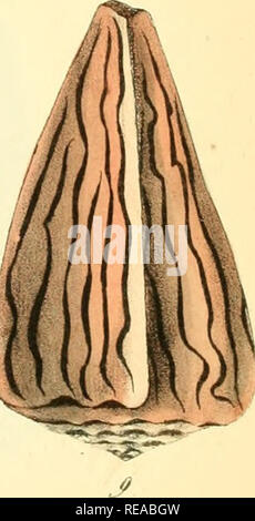 . Conchylienbuch, oder, Allgemeine und besondere Naturgeschichte der Muscheln und Schnecken: nebst der Anweisung sie zu Illustr., zuzubereiten und aufzubewahren. Muscheln. Ü?/7 ll ^.. Bitte beachten Sie, dass diese Bilder sind von der gescannten Seite Bilder, die digital für die Lesbarkeit verbessert haben mögen - Färbung und Aussehen dieser Abbildungen können nicht perfekt dem Original ähneln. extrahiert. Berge, Friedrich; Dall, William Healey, 1845-1927, der ehemalige Eigentümer. DSI. Stuttgart: Verlag von Krais & Amp; Hoffmann Stockfoto