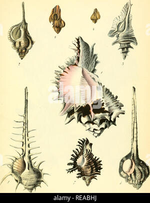 . Conchylienbuch, oder, Allgemeine und besondere Naturgeschichte der Muscheln und Schnecken: nebst der Anweisung sie zu Illustr., zuzubereiten und aufzubewahren. Muscheln. 5^. 3 fureu:.. Bitte beachten Sie, dass diese Bilder sind von der gescannten Seite Bilder, die digital für die Lesbarkeit verbessert haben mögen - Färbung und Aussehen dieser Abbildungen können nicht perfekt dem Original ähneln. extrahiert. Berge, Friedrich; Dall, William Healey, 1845-1927, der ehemalige Eigentümer. DSI. Stuttgart: Verlag von Krais & Amp; Hoffmann Stockfoto
