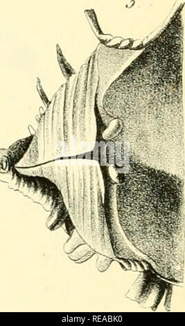 . Conchylienbuch, oder, Allgemeine und besondere Naturgeschichte der Muscheln und Schnecken: nebst der Anweisung sie zu Illustr., zuzubereiten und aufzubewahren. Muscheln. . Bitte beachten Sie, dass diese Bilder sind von der gescannten Seite Bilder, die digital für die Lesbarkeit verbessert haben mögen - Färbung und Aussehen dieser Abbildungen können nicht perfekt dem Original ähneln. extrahiert. Berge, Friedrich; Dall, William Healey, 1845-1927, der ehemalige Eigentümer. DSI. Stuttgart: Verlag von Krais & Amp; Hoffmann Stockfoto