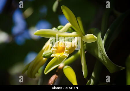 Vanilla pompona Blumen Stockfoto