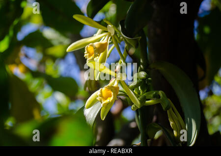 Vanilla pompona Blumen Stockfoto