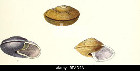 . Conchologia indica: Abbildungen der Land- und Süßwasser-Schalen von Britisch Indien. Muscheln. Platte XXV. Bitte beachten Sie, dass diese Bilder sind von der gescannten Seite Bilder, die digital für die Lesbarkeit verbessert haben mögen - Färbung und Aussehen dieser Abbildungen können nicht perfekt dem Original ähneln. extrahiert. Hanley, Sylvanus und Theobald, William; Hanley, Sylvanus Charles Thorp, 1819-1899, ed; Theobald, W. (William), 1829-1908, gemeinsame Hrsg. London, L. Reeve &Amp; Co. Stockfoto