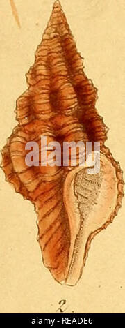 . Conchologia iconica oder, Abbildungen der Schalen von molluskous Tiere. Muscheln, Muscheln, Muscheln, Muscheln. ^^^%. Bitte beachten Sie, dass diese Bilder sind von der gescannten Seite Bilder, die digital für die Lesbarkeit verbessert haben mögen - Färbung und Aussehen dieser Abbildungen können nicht perfekt dem Original ähneln. extrahiert. Reeve, Lovell, 1814-1865; Sowerby, G. B. (George Brettingham), 1812-1884. London: Reeve, Brüder Stockfoto