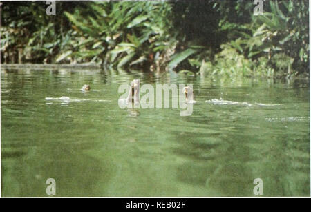 . Die Erhaltung Atlas der tropischen Wälder: In Nord- und Südamerika. Fauna Französisch-guayana Biodiversität von Guayana und Flora sind Vertreter der Guayanan-Amazonian Zone und vor allem der Guayana Schild. Mori und Tänzeln (1987) schätzen, dass 30 Prozent der Pflanzenarten um Saiil gesammelt, in der zentralen Region, haben eine umfangreiche Verteilung, oft bis nach Mittelamerika und den Küstenwald von Ost Brasilien. Es gibt, wenig Endemismus in das Gebiet. Endemische Arten vermutet werden, sind häufig die vor kurzem beschrieben, die unbemerkt an anderer Stelle bestanden haben kann Stockfoto