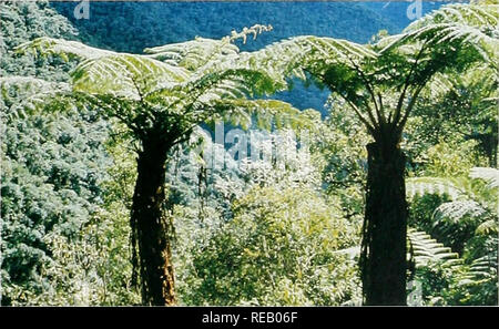 . Die Erhaltung Atlas der tropischen Wälder: In Nord- und Südamerika. Bolivien Tabelle 24.3 permanenten Produktion Wälder in Bolivien Name Jahr der Lage Erstellung (Abt.) Quinera del Aten 911 La Paz Chimanes 1986 Beni Bajo Paragua 1988 Santa Cruz El Chore 1966 Santa Cruz Guarayos 1969 Santa Cruz. Fläche (km2) 200 4200 33882 8000 4000 60282 Die Technologie von den bolivianischen Holzindustrie verwendet, ist relativ einfach. Die Sägeindustrie hat eine Kapazität für etwa 1,3 Millionen m³ Rundholz, aber derzeit nur 30 Prozent der Kapazitäten verwendet wird. Mehr als die Hälfte der Holz gesägt im Land Stockfoto