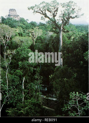 . Die Erhaltung Atlas der tropischen Wälder: In Nord- und Südamerika. Guatemala- Organisationen einige Fonds zu spenden. Debt-for-Nature Swaps haben nicht viel Einfluss hatte. Bedrohungen für die geschützten Bereiche gehören Streitigkeiten über Land Titel, Wilderei, der Ausbau des landwirtschaftlichen Grenze und Feuer - Holz Extraktion. Ein weiteres Problem ist, dass die meisten der Conserva- Bereiche sind weniger als 100 km2 mit nur vier über 1000 km2, die Größeren in der Regel sind diejenigen, die in den letzten zehn Jahren oder so und die vier größten, wie vor kurzem, als ich 990 gegründet wurden (UICN/CNPPA, 1992). Initiativen für den Naturschutz Seit dem Stockfoto