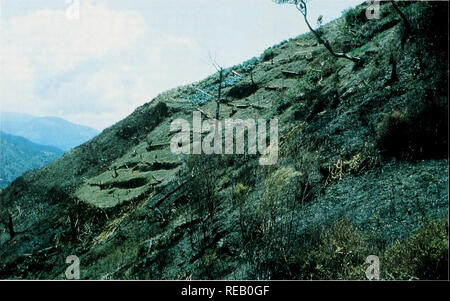 . Die Erhaltung Atlas der tropischen Wälder: In Nord- und Südamerika. Jamaika. Grund Erde consenulioii inccisures mit hainhiHi ciin/Holzpfähle. (Mark Aldrich) Die ausgeführten inLludcLl Westindischen Mahagoni, Ebenholz Biya eheniis und Hgnum vitae Gnaiaciini officinale, sowie Farbstoff - Holz wie fustic Chlorophora tinaoria. blauholz Haeniatoxyhim campechianiim und braziletto Pellophonint hrasiliense. In höheren Lagen in den Blue Mountains, der Cul-Tivation von Cinchona spp. Für Chinin wurde ein weiteres Element, das in der Zerstörung der Wälder, aber auch nie groß. In einem Bericht von 1990 veröffentlicht. FAO estimat Stockfoto