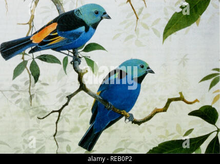 . Die Erhaltung Atlas der tropischen Wälder: In Nord- und Südamerika. Zur Erhaltung Prioritäten mit endemischen Vögel C. Die T; ingar; ich t'astuosa, 7-farbige tanai&gt; Cr. Ist i/ircniciiecl und beschränkt sich auf die atlantischen Küstenwald ol Nordosten Brasilien. (Gemälde von Peter Hayman und reproduziert mit Genehmigung der seltene Vogel Clubl in Südamerika, 10 der 15 EBAs, die als kritisch wichtig sind feuchte Waldgebiete (Tabelle 4.4) geordnet. Schlussfolgerungen Die wichtigsten Websites ist von entscheidender Bedeutung für die Erhaltung der biologischen Vielfalt, und es ist klar, dass ein sehr hoher Anteil der wie Stockfoto