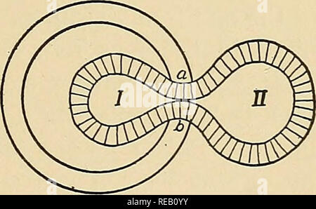 . Die Dynamik der lebenden Materie. Reproduktion; Regeneration (Biologie); Biochemie; Reproduktion; Biochemie. J^ucleiis Membran Abb. 36.. Abb. 37. Bitte beachten Sie, dass diese Bilder sind von der gescannten Seite Bilder, die digital für die Lesbarkeit verbessert haben mögen - Färbung und Aussehen dieser Abbildungen können nicht perfekt dem Original ähneln. extrahiert. Loeb, Jacques, 1859-1924. New York, Columbia University Press Stockfoto