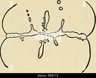 . Die Dynamik der lebenden Materie. Reproduktion; Regeneration (Biologie); Biochemie; Reproduktion; Biochemie. Abb. Abb. 2.. Bitte beachten Sie, dass diese Bilder sind von der gescannten Seite Bilder, die digital für die Lesbarkeit verbessert haben mögen - Färbung und Aussehen dieser Abbildungen können nicht perfekt dem Original ähneln. extrahiert. Loeb, Jacques, 1859-1924. New York, Columbia University Press Stockfoto