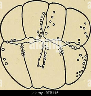 . Die Dynamik der lebenden Materie. Reproduktion; Regeneration (Biologie); Biochemie; Reproduktion; Biochemie. Abb. Abb. 2.. Bitte beachten Sie, dass diese Bilder sind von der gescannten Seite Bilder, die digital für die Lesbarkeit verbessert haben mögen - Färbung und Aussehen dieser Abbildungen können nicht perfekt dem Original ähneln. extrahiert. Loeb, Jacques, 1859-1924. New York, Columbia University Press Stockfoto