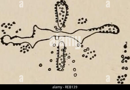 . Die Dynamik der lebenden Materie. Biochemie; Reproduktion; Regeneration (Biologie). . Bitte beachten Sie, dass diese Bilder sind von der gescannten Seite Bilder, die digital für die Lesbarkeit verbessert haben mögen - Färbung und Aussehen dieser Abbildungen können nicht perfekt dem Original ähneln. extrahiert. Loeb, Jacques, 1859-1924. New York, Columbia University Press Stockfoto