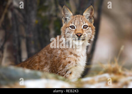 Eurasischen Luchs in den Wald am frühen Winter sitzen Stockfoto