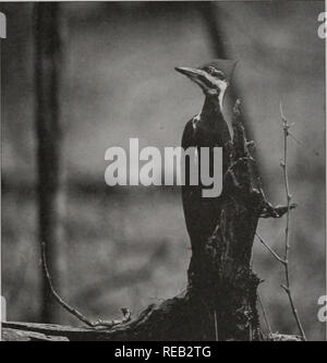 . Erhaltung 2000: Sechs Jahre Bericht. Illinois. Abt. der natürlichen Ressourcen; kritische Trends Assessment Program; Ökosystem Management; Gewässerschutz; Wasserqualität; Wasserscheiden; Erhaltung der natürlichen Ressourcen. Wiese und Weideland Grünland in Illinois ist viel weniger heute vielfältiger als die historischen Prairie. CTAP überwacht Grundstücke mit einem Durchschnitt von 20 Pflanzenarten, 7,5 eingeführt werden Arten, die nicht nativ. Eine hochwertige Prairie enthält mehr als 140 verschiedene Pflanzenarten. Von den 20% der Staat immer noch als Grünland, nur 0,01 % hochwertige prairi Stockfoto