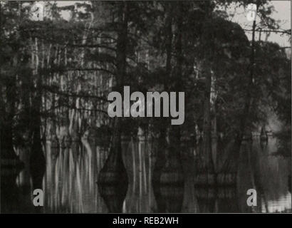 . Erhaltung 2000: Sechs Jahre Bericht. Illinois. Abt. der natürlichen Ressourcen; kritische Trends Assessment Program; Ökosystem Management; Gewässerschutz; Wasserqualität; Wasserscheiden; Erhaltung der natürlichen Ressourcen. Zypressen klingeln ein altarm MliliacI R JtlKiriU jeder Pilot Wasserscheide ist mit einem in der Nähe, ähnliche "Referenz"-Wasserscheide gekoppelt. Die Wasserscheide hat ähnliche Geologie, Hydrologie, Landnutzung, und Physische Stream Eigenschaften. Vor intensiven IDNR finanzierten Praktiken sind in der pilot Wasserscheide implementiert, Daten (z.b., Wasserchemie, Flow, und Arten Stockfoto