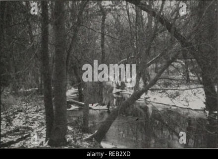 . Erhaltung 2000: Sechs Jahre Bericht. Illinois. Abt. der natürlichen Ressourcen; kritische Trends Assessment Program; Ökosystem Management; Gewässerschutz; Wasserqualität; Wasserscheiden; Erhaltung der natürlichen Ressourcen. KISHWAUKEE RIVER PARTNERSCHAFT Northern Illinois Projekt # 001-98 Little Blue Heron Creek Instabilität resultierte aus landwirtschaftlichen Stream channelizations und erhöhten Abfluss Preise ab, die wichtigsten Entwicklungen. Die pri-vate Grundstückseigentümer wurde sowohl über Hochwasser und erhöhte stream Erosion betroffen. Stream Erosion in der Kanalisierten erreichen unterboten ma-ture-stücken und erstellt Logjam Stockfoto