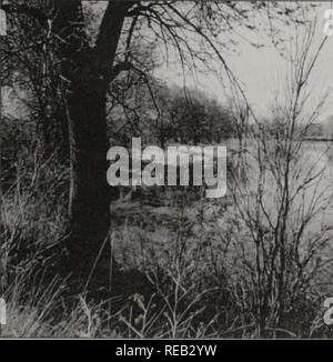 . Erhaltung 2000: Sechs Jahre Bericht. Illinois. Abt. der natürlichen Ressourcen; kritische Trends Assessment Program; Ökosystem Management; Gewässerschutz; Wasserqualität; Wasserscheiden; Erhaltung der natürlichen Ressourcen. "Die Nygren Feuchtgebiet zu bewahren ist eine einzigartige Gelegenheit für Ecosystem Restoration, weil: (i) Einige wenige Standorte innerhalb des Staates Illinois groß genug sind, um die einheimische Flora und Fauna, die relativ self-sustaining wiederherstellen, (2) bedroht und/oder gefährdeten Arten im gesamten nördlichen und südlichen Illinois Wisconsin wird in der Lage sein innerhalb der La zu gedeihen Stockfoto