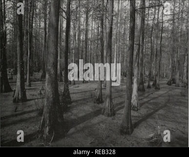 . Erhaltung 2000: Sechs Jahre Bericht. Illinois. Abt. der natürlichen Ressourcen; kritische Trends Assessment Program; Ökosystem Management; Gewässerschutz; Wasserqualität; Wasserscheiden; Erhaltung der natürlichen Ressourcen. Eine seltene Lebensraum erhält internationale Anerkennung", da es so eine reiche Sammlung von biologisch wichtigen natürlichen Gemeinschaften Häfen, den Cache River Basin hat Zustand erwarb, Bundes-, und internationaler Anerkennung. 1996 der UNESCO, der Organisation der Vereinten Nationen für Erziehung, Wissenschaft und Kultur, fügte der Cache River und Cypress Creek Feuchtgebiete, es l Stockfoto