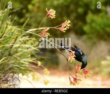 Eine junge tui Fütterung auf einem kangaroo Paw an einem Sommertag in den Wellington Botanischen Garten Stockfoto