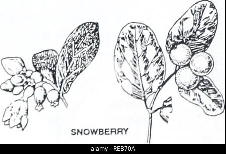 . Concord, Bäume und Sträucher. Botanik; Bäume; Sträucher. Sträucher GEGENÜBER UNTOOTHED BLÄTTER verschiedene Arten. Flieder Synnga vulgaris lässt mehr oder weniger herzförmig. Blumen in Kegelförmigen Clustern. Obst kapseln Bügelfalte. In der Nähe von ehemaligen Wohnungen, Straßen-Seiten. Gelegentlich entkommen. Weißer Rand - Chionanthus virginicus Baum Blätter 8-20 cm lang. Berry - wie Obst Lila oder Blau, 1-1,8 cm. lang; Genießbarkeit unbekannt. Großer Strauch oder kleiner Baum. Feldgehölze, Straßenrändern. Seltene entkommen. Gemeinsame SNOWBERRY Symphoricarpos Albus verlässt, 1-5 cm lang, gelegentlich unregelmäßig Gelappt. Berry - wie Obst weiß, in Stockfoto
