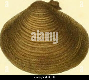 . Conchyliologie fluviatile de la Province de Nanking. Muscheln, Muscheln. . Bitte beachten Sie, dass diese Bilder sind von der gescannten Seite Bilder, die digital für die Lesbarkeit verbessert haben mögen - Färbung und Aussehen dieser Abbildungen können nicht perfekt dem Original ähneln. extrahiert. Heude, Pierre Marie, 1836-1902. Paris: Librairie F. Savy Stockfoto