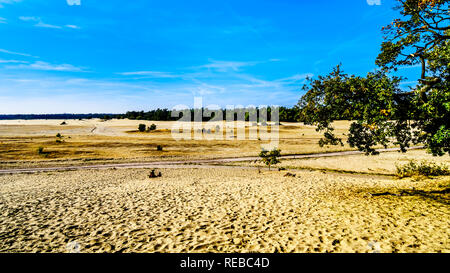 Die mini Wüste Beekhuizerzand im Naturschutzgebiet Hoge Veluwe unter blauem Himmel in der Provinz Gelderland in den Niederlanden Stockfoto