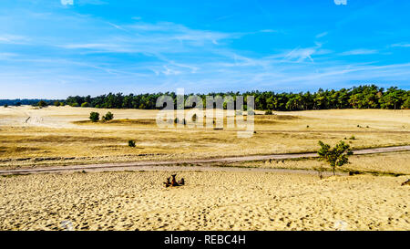 Die mini Wüste Beekhuizerzand im Naturschutzgebiet Hoge Veluwe unter blauem Himmel in der Provinz Gelderland in den Niederlanden Stockfoto