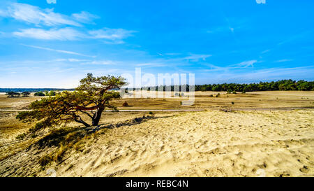 Einem windgepeitschten Baum im mini Wüste Beekhuizerzand im Naturschutzgebiet Hoge Veluwe unter blauem Himmel. In der Provinz Gelderland, Niederlande Stockfoto