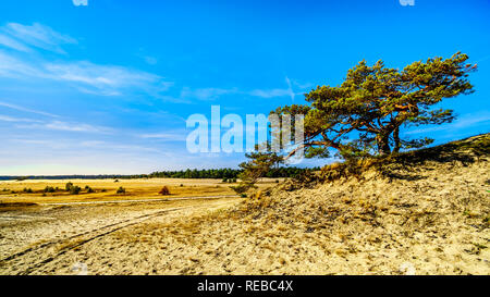 Einem windgepeitschten Baum im mini Wüste Beekhuizerzand im Naturschutzgebiet Hoge Veluwe unter blauem Himmel. In der Provinz Gelderland, Niederlande Stockfoto