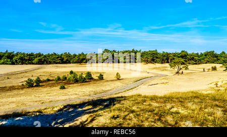 Die mini Wüste Beekhuizerzand im Naturschutzgebiet Hoge Veluwe unter blauem Himmel in der Provinz Gelderland in den Niederlanden Stockfoto