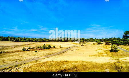 Die mini Wüste Beekhuizerzand im Naturschutzgebiet Hoge Veluwe unter blauem Himmel in der Provinz Gelderland in den Niederlanden Stockfoto