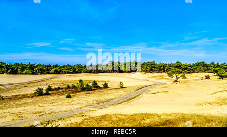 Die mini Wüste Beekhuizerzand im Naturschutzgebiet Hoge Veluwe unter blauem Himmel in der Provinz Gelderland in den Niederlanden Stockfoto