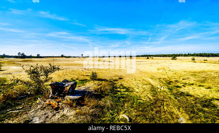 Die mini Wüste Beekhuizerzand im Naturschutzgebiet Hoge Veluwe unter blauem Himmel in der Provinz Gelderland in den Niederlanden Stockfoto