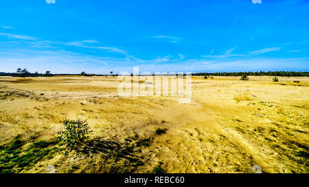 Die mini Wüste Beekhuizerzand im Naturschutzgebiet Hoge Veluwe unter blauem Himmel in der Provinz Gelderland in den Niederlanden Stockfoto