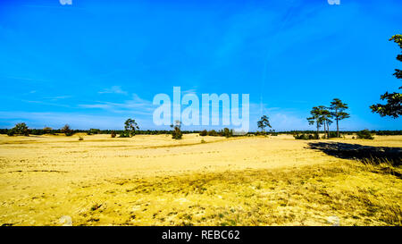 Die mini Wüste Beekhuizerzand im Naturschutzgebiet Hoge Veluwe unter blauem Himmel in der Provinz Gelderland in den Niederlanden Stockfoto