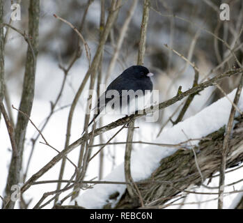 Schiefer farbige Junco, eine gemeinsame Variation der Dark Eyed Junco, Junco hyemalis thront auf verschneiter Baum. Stockfoto