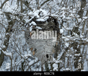 Abgebrochene Kahl gegenüber Hornissen Nest im Winter, Dolichovespula maculata. Keine echte Hornet, es ist eine Art von yellowjacket Wespe. Stockfoto