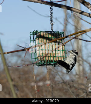 Weibliche Dunenspecht, Picoides Pubescens auf Talg feeder Stockfoto